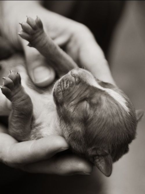 Dogs Look Very Different When They're Only 3 Weeks Old (14 pics)