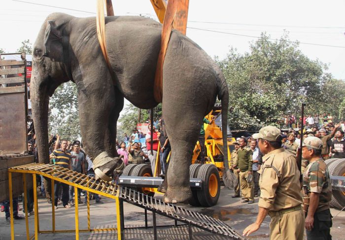 Wild Elephant Marches Through The Streets Of India (6 pics)