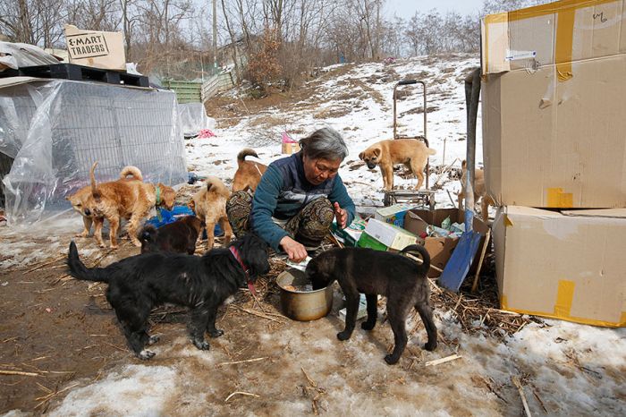 A Woman In South Korea Has Saved Over 200 Dogs (4 pics)