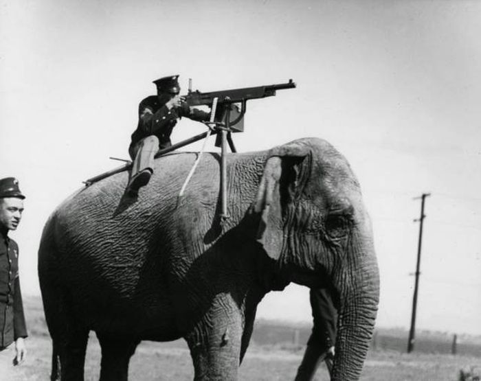 Acid Picdump (98 pics)