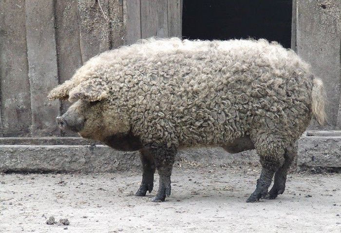 These Fuzzy Creatures Look More Like Sheep Than Pigs (7 pics)