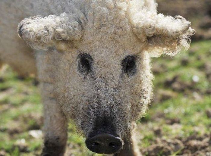 These Fuzzy Creatures Look More Like Sheep Than Pigs (7 pics)