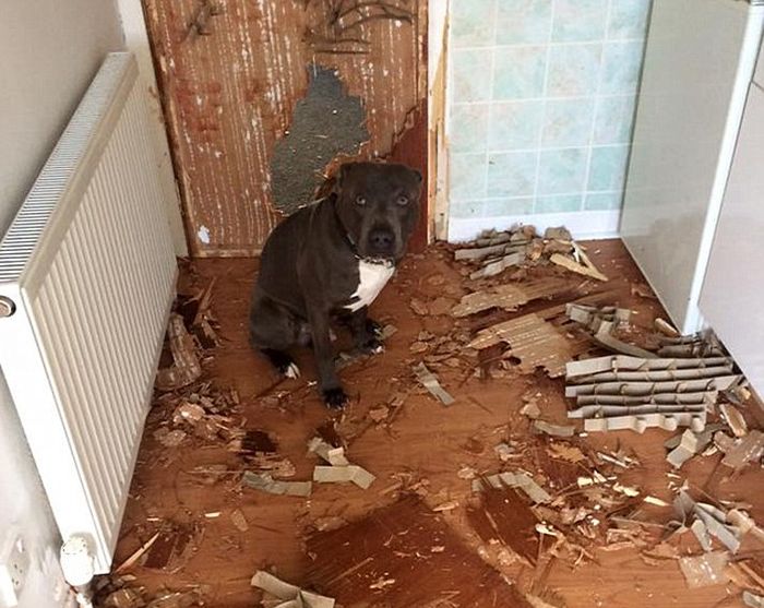 Dog Owner Returns From The Hospital And Finds His Apartment Trashed (2 pics)