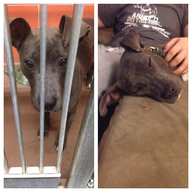 Before And After Photos Of Dogs Who Were Thrilled To Be Rescued (25 pics)