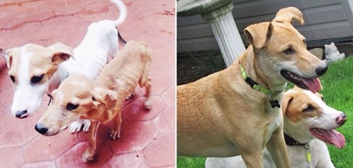 Before And After Photos Of Dogs Who Were Thrilled To Be Rescued (25 pics)