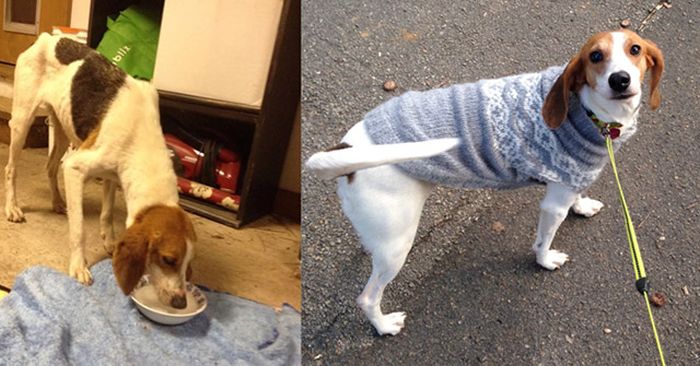 Before And After Photos Of Dogs Who Were Thrilled To Be Rescued (25 pics)