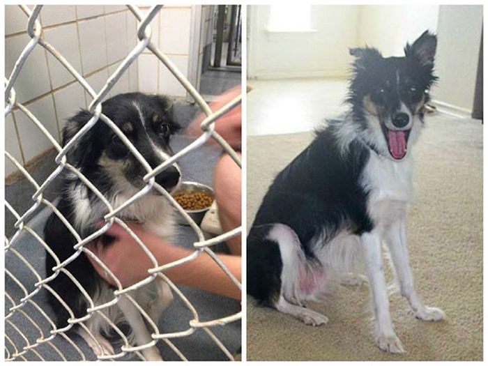 Before And After Photos Of Dogs Who Were Thrilled To Be Rescued (25 pics)