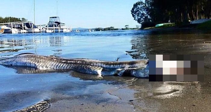 A Bizarre Looking Sea Creature Recently Washed Up On The Shores Of Australia (2 pics)