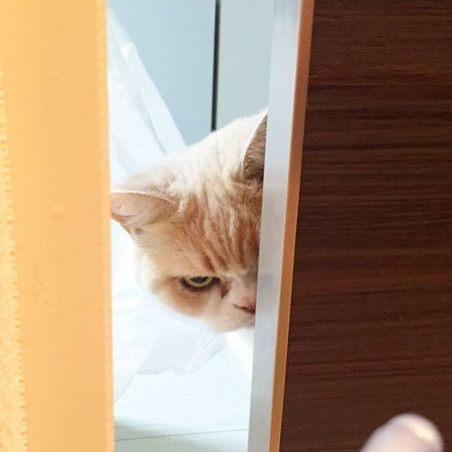 The Japanese Grumpy Cat Is Even More Miserable Than The Original (14 pics)