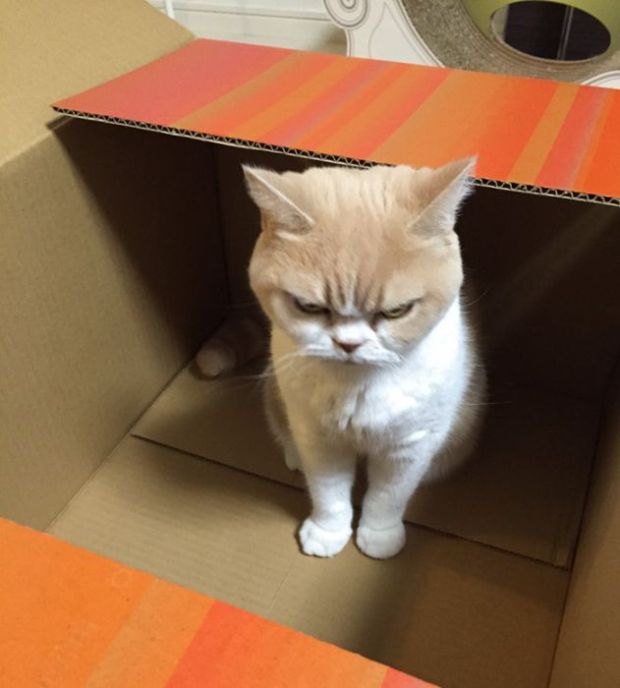 The Japanese Grumpy Cat Is Even More Miserable Than The Original (14 pics)