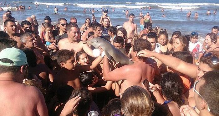 Young Dolphin Dies After People Carry It To The Beach For Pictures (4 pics)