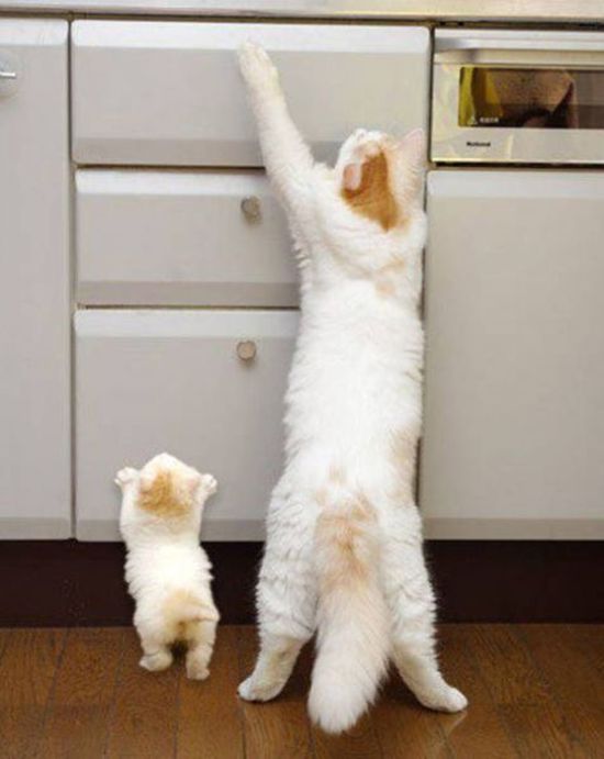 There's A Reason Why They Say Like Father, Like Son (44 pics)