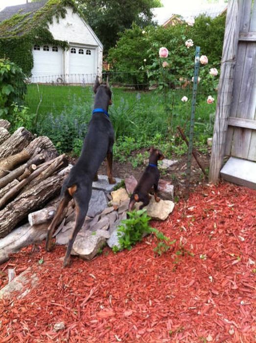 There's A Reason Why They Say Like Father, Like Son (44 pics)