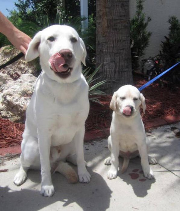 There's A Reason Why They Say Like Father, Like Son (44 pics)