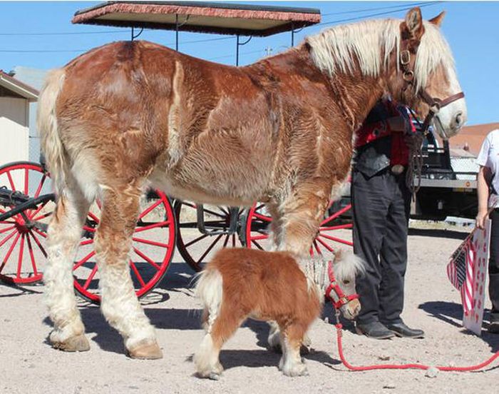 There's A Reason Why They Say Like Father, Like Son (44 pics)