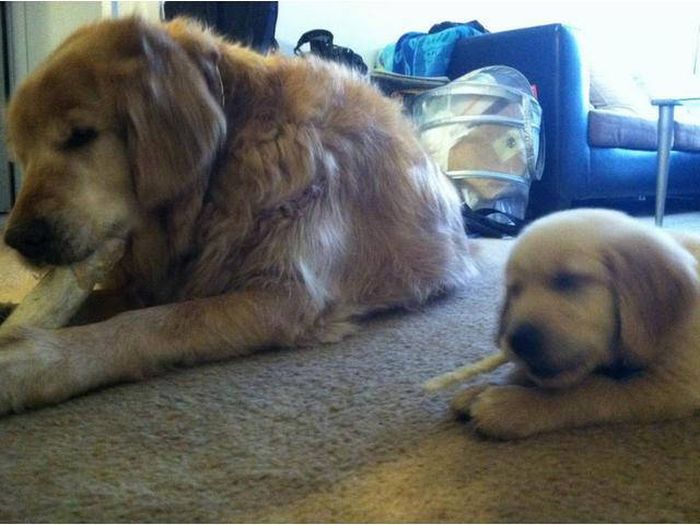 There's A Reason Why They Say Like Father, Like Son (44 pics)
