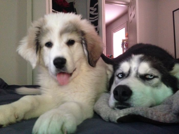 Dog Is Not Happy About His New Sister (4 pics)