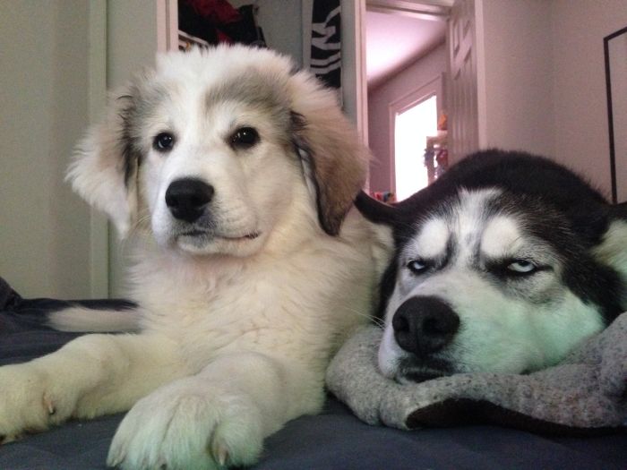 Dog Is Not Happy About His New Sister (4 pics)