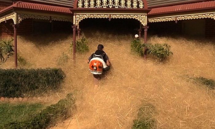 This Australian Town Is Being Taken Over By Panic Grass (7 pics)