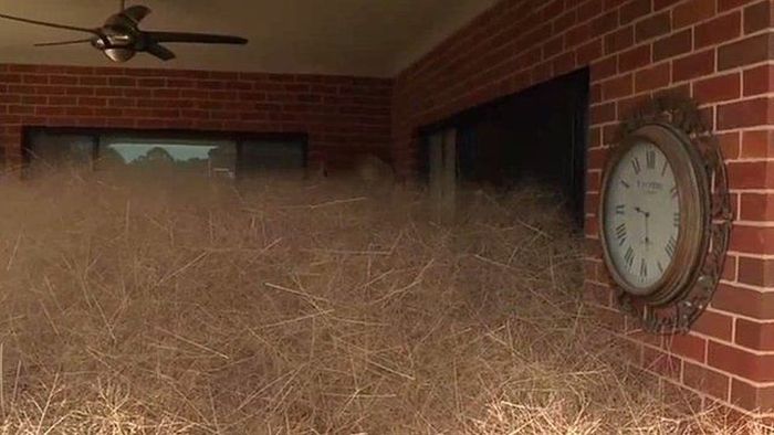 This Australian Town Is Being Taken Over By Panic Grass (7 pics)