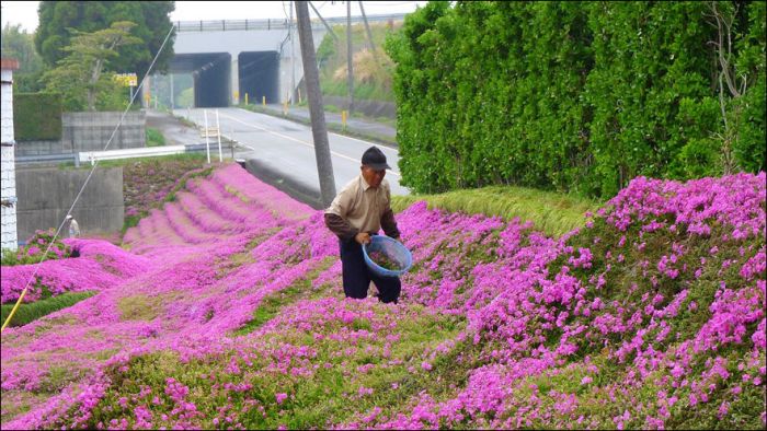 Chinese Man Creates Giant Flower Garden For His Blind Wife (9 pics)