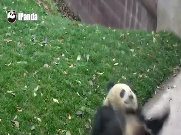Panda Rolling Around