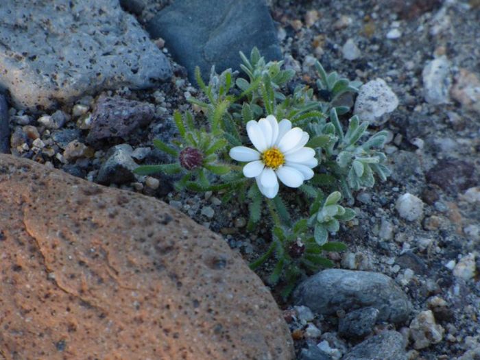 Death Valley Is Home To Some Of The Most Beautiful Flowers (17 pics)