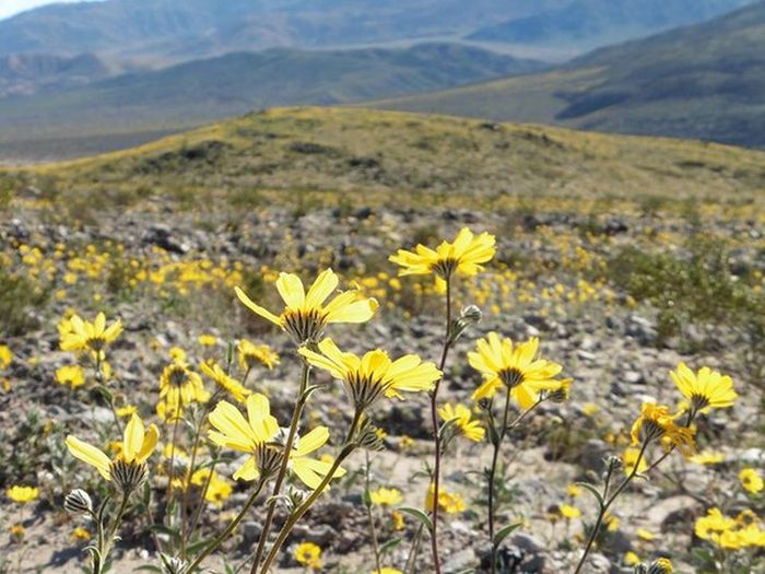 Death Valley Is Home To Some Of The Most Beautiful Flowers (17 pics)