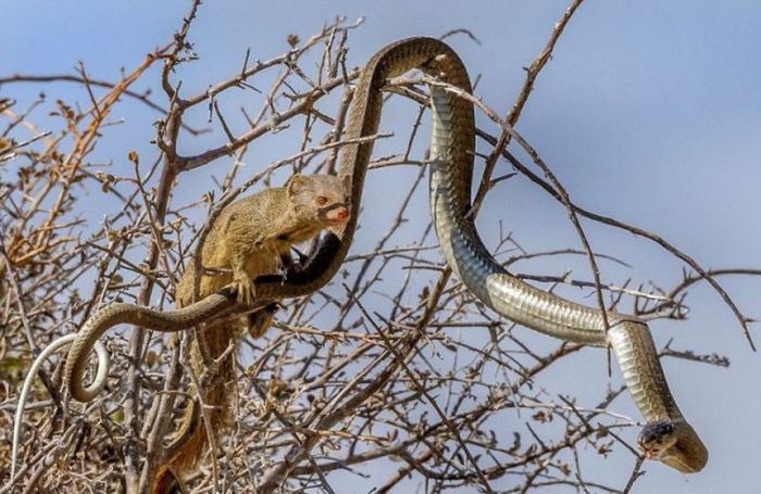 Mongoose Takes Down A Snake And Eats Him For Lunch (8 pics)