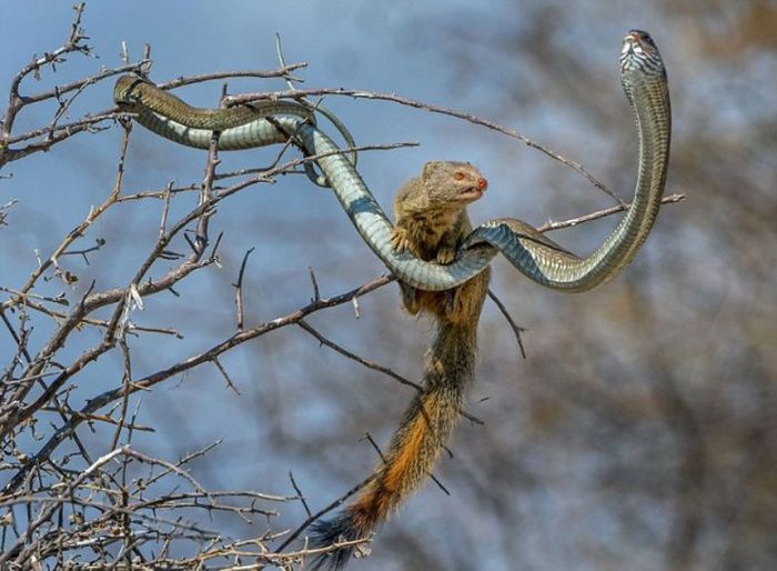 Mongoose Takes Down A Snake And Eats Him For Lunch (8 pics)