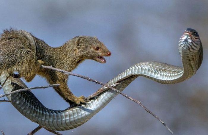 Mongoose Takes Down A Snake And Eats Him For Lunch (8 pics)