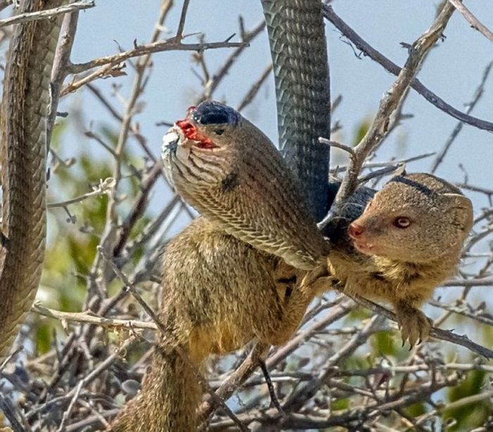 Mongoose Takes Down A Snake And Eats Him For Lunch (8 pics)