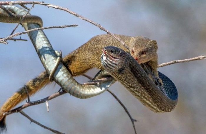 Mongoose Takes Down A Snake And Eats Him For Lunch (8 pics)