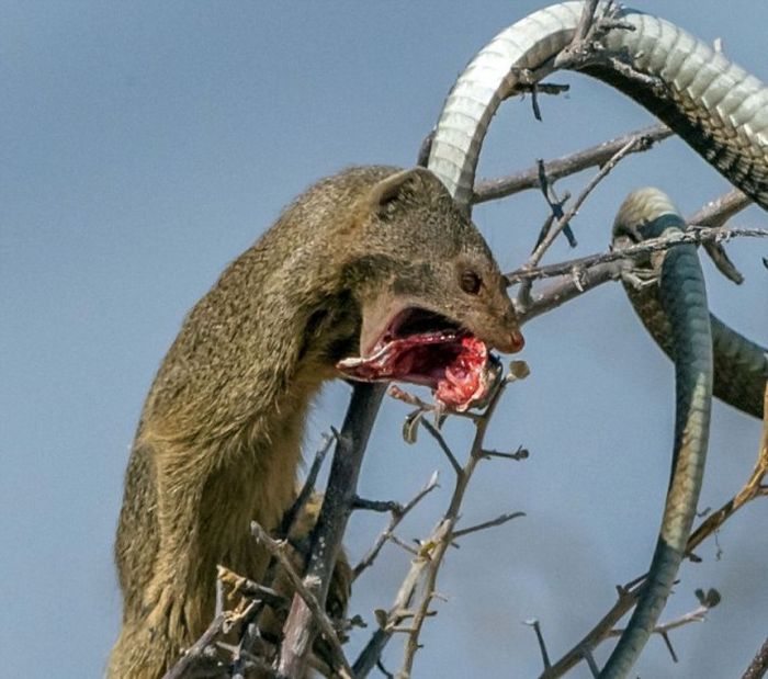 Mongoose Takes Down A Snake And Eats Him For Lunch (8 pics)