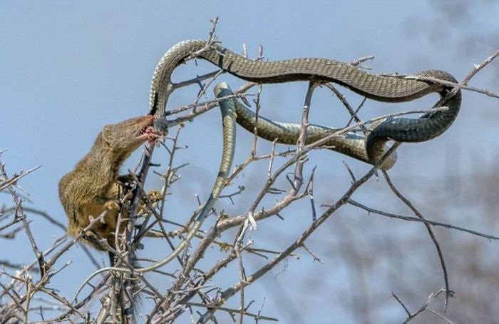 Mongoose Takes Down A Snake And Eats Him For Lunch (8 pics)