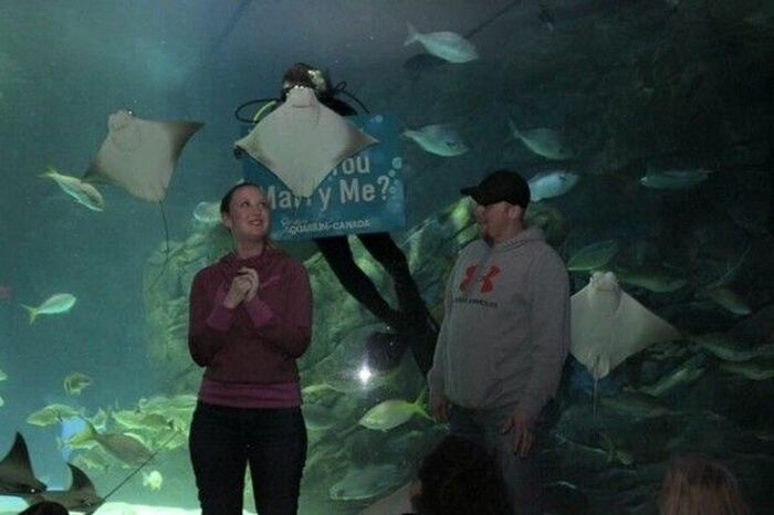 Man Gets An Assist From The Local Aquarium During His Marriage Proposal (3 pics)