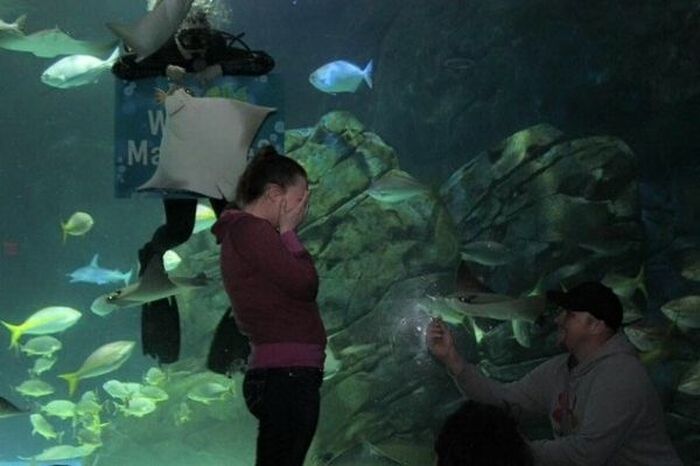 Man Gets An Assist From The Local Aquarium During His Marriage Proposal (3 pics)