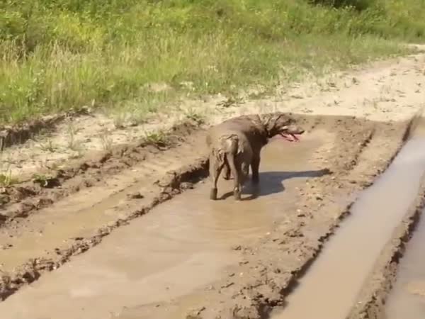 Dog In Mud