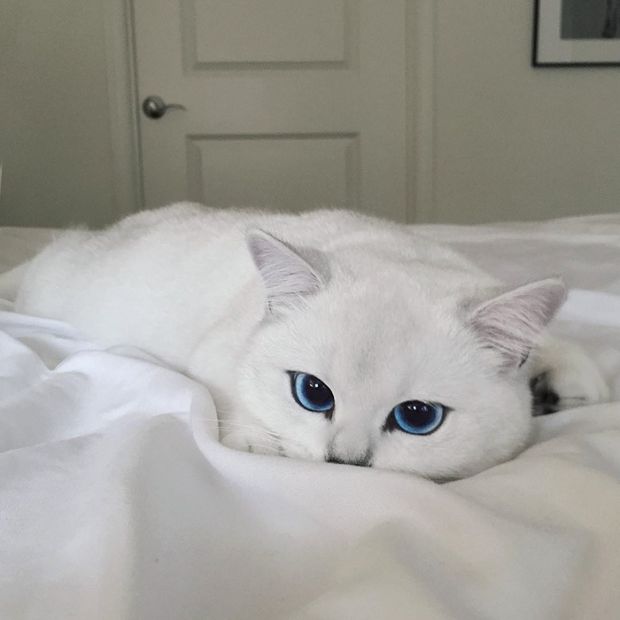 Be Careful Because You Might Get Lost In This Cat's Beautiful Eyes (17 pics)