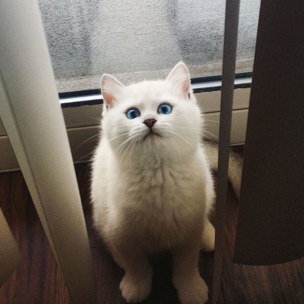 Be Careful Because You Might Get Lost In This Cat's Beautiful Eyes (17 pics)