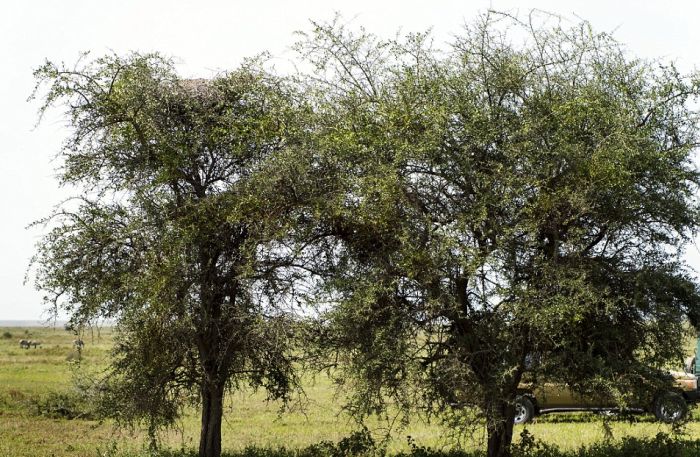 Can You Find The Leopard In This Tree? (4 pics)