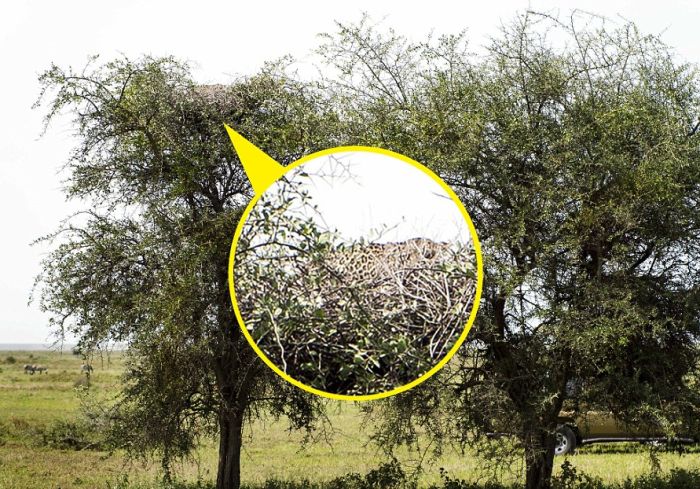Can You Find The Leopard In This Tree? (4 pics)