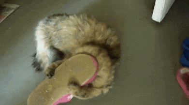 Gifs That Show Pets Making The Cutest Mistakes Ever (17 gifs)