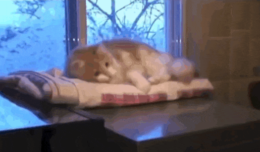 Gifs That Show Pets Making The Cutest Mistakes Ever (17 gifs)