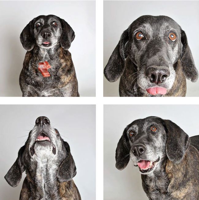 Shelter Dogs Find Forever Homes Thanks To A Fun Photo Booth (20 pics)