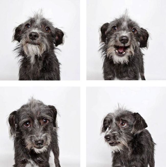 Shelter Dogs Find Forever Homes Thanks To A Fun Photo Booth (20 pics)