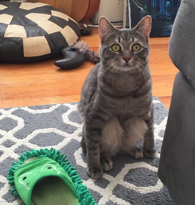 These People Adopted A Cat That Sits Like A Human (3 pics)