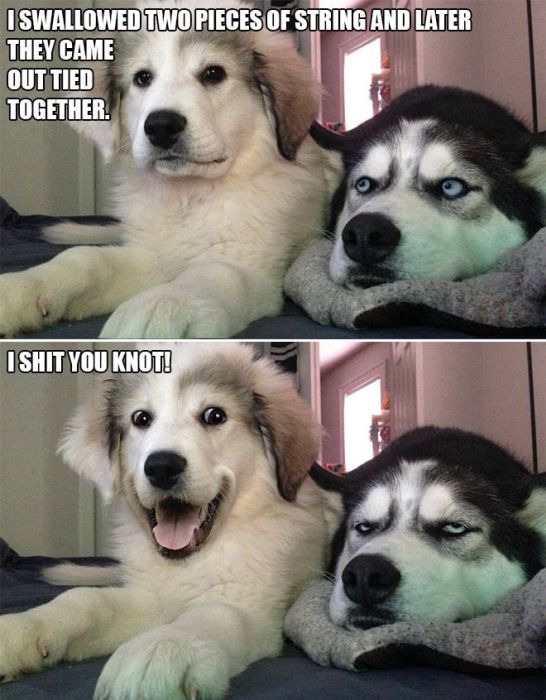 Bad Pun Dog Is Here With Some Adorable Jokes And Terrible Puns (10 pics)