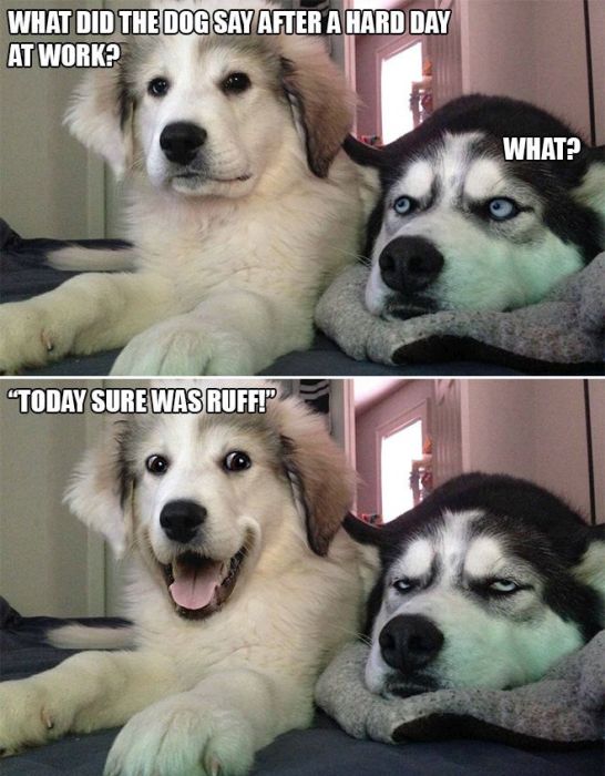 Bad Pun Dog Is Here With Some Adorable Jokes And Terrible Puns (10 pics)