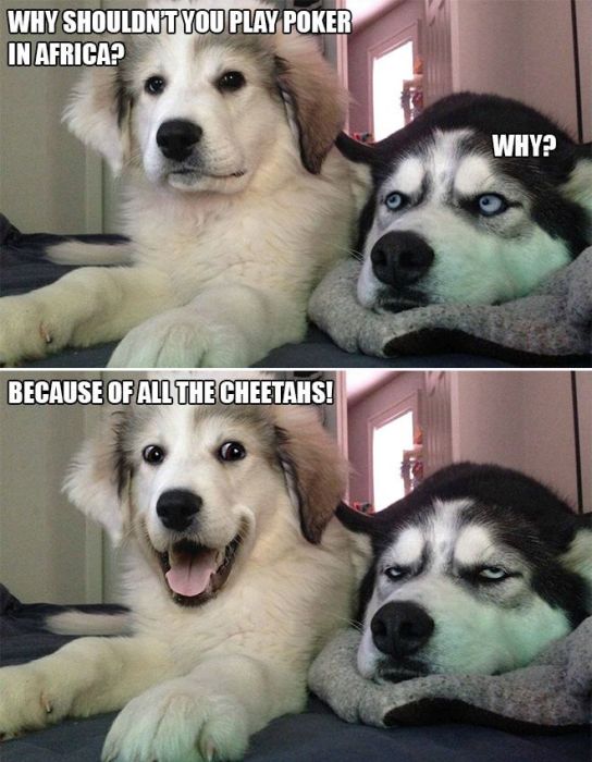 Bad Pun Dog Is Here With Some Adorable Jokes And Terrible Puns (10 pics)